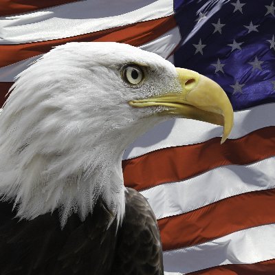 I love America.  Support the US Constitution.
Expose the Left. #MAGA Twitter's back. Thanks Elon!
#LetsGoBrandonTheQuiz #PatriotPrideMonth #PatriotPrideJuly