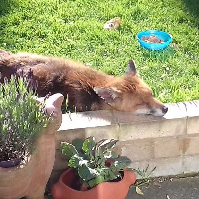 KeithRo84352446's profile picture. retired, two kids, two grandkids. Like football walking and gardening. West ham fan. Brexit fan. NO DM'S PLEASE.