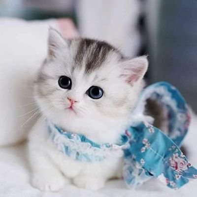 HamitDAK69's profile picture. 