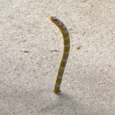 gucchi_yuka711's profile picture. 適当に思ったことを発信するよ 水瀬いのりさんが好き🍀