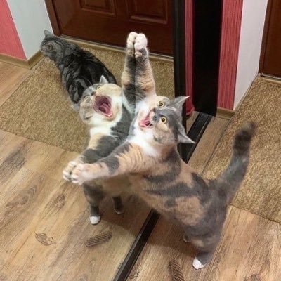 mathematicstp's profile picture. brain lamont is not a grass