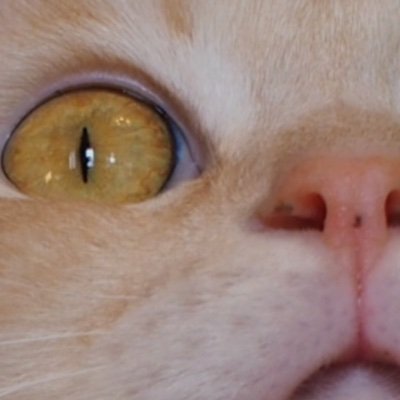 ramadasadatara's profile picture. 我が輩は猫にゃのさ 愛知県名古屋市猫町在住🐱地震体感体質。体感は耳鳴り、目眩、吐き気、身体の響き。共感覚者、ミディアム
Angelic Ray Reiki ®マスターセラピスト
不思議レメディカウンセラー　
フラワージェムアルケミー
ホメオパシーetc
❤️食事はほぼプラントベース。時々は他も食すよ・・・・