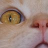 ramadasadatara's profile picture. 我が輩は猫にゃのさ 愛知県名古屋市猫町在住🐱地震体感体質。体感は耳鳴り、目眩、吐き気、身体の響き。共感覚者、ミディアム
Angelic Ray Reiki ®マスターセラピスト
不思議レメディカウンセラー　
フラワージェムアルケミー
ホメオパシーetc
❤️食事はほぼプラントベース。時々は他も食すよ・・・・