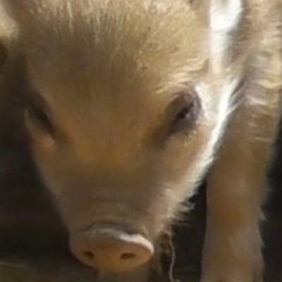 ayas74465143's profile picture. 