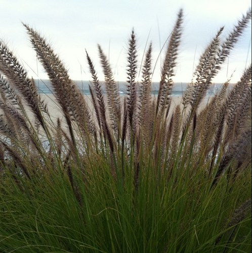 LALizzard's profile picture. 