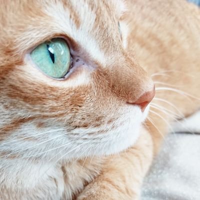 umemayooisii's profile picture. 音楽と食べることが大好きなおとなですฅ•ﻌ•´ฅ♬︎
狭く浅い世界で生きていますฅ^•ﻌ•^ฅ
人見知り、陰キャのコミュ障です╭( ๐_๐)╮
🍕🌰🔴⚡🍀