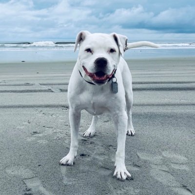 🐶 I’m out of treats🦈🧜🏽♀️#HalleIsAriel #AmberIsMera🌹#JusticeForBritney 👸🏽 #SussexSquad 🔔 #PHLed 🦅 🇵🇸 #FreePalestine 🇺🇦🕊️ #FeelTheTurn🏄🏾♀️♏️☮️