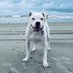 ᴊᴀx ғᴏʀ ᴘɪʙʙʟᴇs 🐺🐾 (@jaxonxshark) Twitter profile photo ᴊᴀx ғᴏʀ ᴘɪʙʙʟᴇs 🐺🐾 (@jaxonxshark) Twitter profile photo