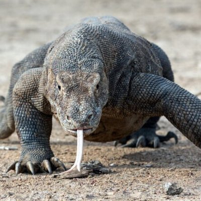 _Komodo_Dragon Profile Picture