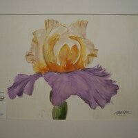 Nancy Rawson (@nutrition_n) 's Twitter Profile