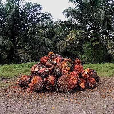 Palmicultor