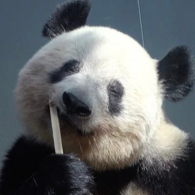 hidamari_panda Profile Picture