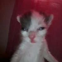 песик Reddio 🍊,💊 (@privetmne2goda) 's Twitter Profile