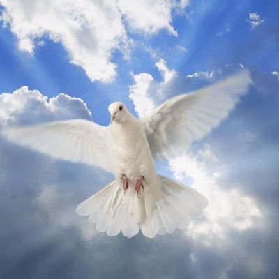 NoahKipkosgei3's profile picture. 