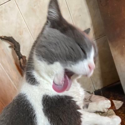 i_donut_know's profile picture. 22 fcul
