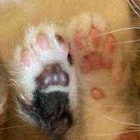 某猫好き🇯🇵🐾 (@k0_zd) 's Twitter Profile