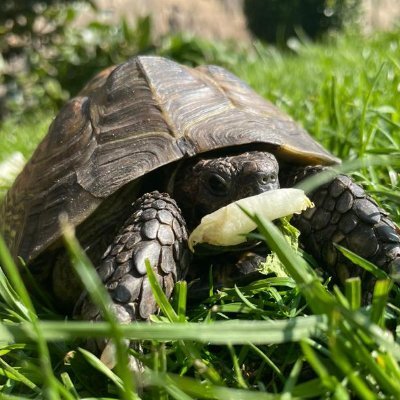 Having survived a seemingly endless parade of unadjudicated entertainment offerings over the years, Daffodil has decided that his time has come.