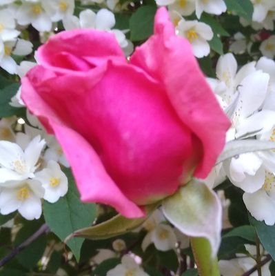 Socialdemócrata por convicción.🌹🌹
Fachas NO.... Bloqueo con mucho gusto....,😊