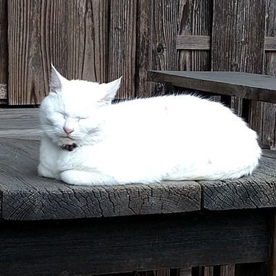 RT多めアカウント⚠

犬、猫、ハムスター、その他かわいい動物何でも、セルフネイル、松浦だるま先生の作品などなど色々好きだし色々なアートに興味あり

今は2歳児を1人育てています