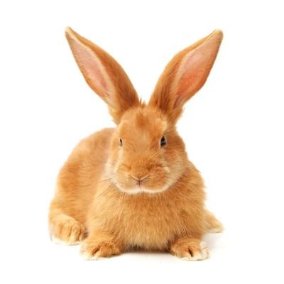oranjekonijn's profile picture. 🧡🐰