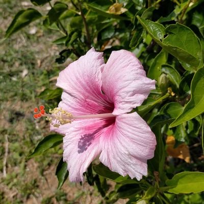 SaticeRiver's profile picture. 暇つぶしで釣り、キャンプ、カメラについてなどなど好き勝手に呟いてます