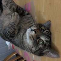 Rebecca Andridge (@rrandridge) 's Twitter Profile