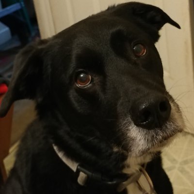 Please help if you can. My elderly mother with Metastatic breast cancer,she and her emotional support dog were attacked by 3 Pitbulls https://t.co/6aaNFk1WQU