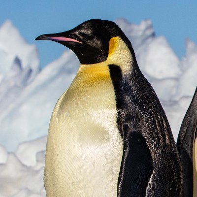 MagnitudeTrades's profile picture. Equities/Options Trader