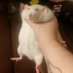 Idiot rat (@13kg_rat) Twitter profile photo Idiot rat (@13kg_rat) Twitter profile photo