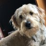 ZivaEmma's profile picture. Emma Ziva Labradoodle I live with my Momma @buxton_rebecca, Dad (and Sunny the cat) in a Great Lake State. I wuv the water, snow and following da DogsofTwitter