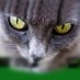 Fernando Coelho (@coelhaodf) Twitter profile photo Fernando Coelho (@coelhaodf) Twitter profile photo