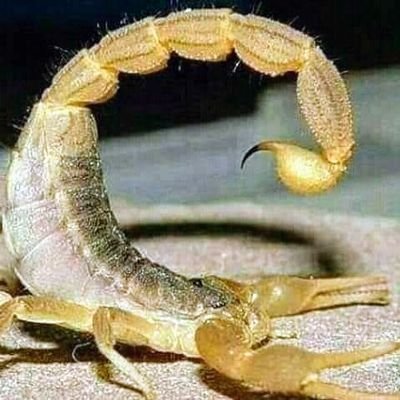 LtfyRyad's profile picture. 