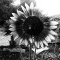 ArcadiaInAlbion's profile picture. Searching for Arcadia in Albion...
