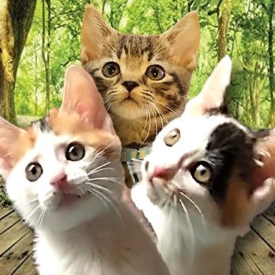 三毛猫姉妹の「みき」♀と「みりん」♀マンチカン子猫の「まろ」♂の３匹で暮らしています😽YouTubeでも活動しておりますので、是非遊びに来てください♪