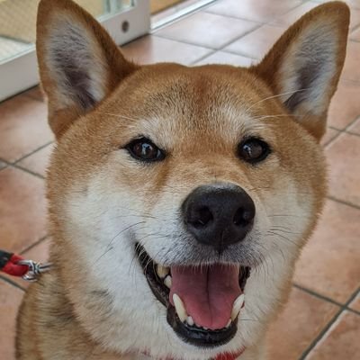 柴犬と夫と田舎に引っ越すのが夢です🐶一度は辞めてしまったブログやSNS、もう一度やってみようと勉強し始めました👀

ポストが1つしか無いような、実態の無いアカウントはフォローバックしません。管理をしやすくするため、ブロックさせていただきます。また、電話はしませんので、DMで電話と書かれた方には返事をしません。