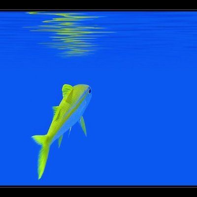 AppSmacker's profile picture. 