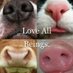 Vegan Animal Wellbeing Alliance (@veganawa) Twitter profile photo Vegan Animal Wellbeing Alliance (@veganawa) Twitter profile photo