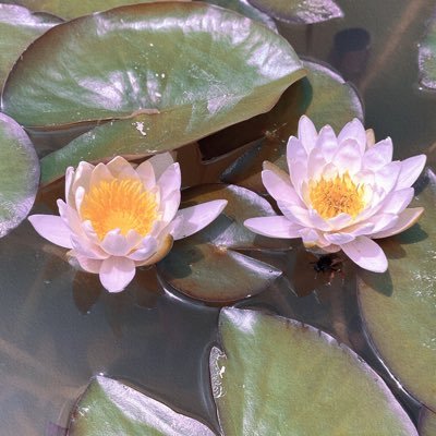 gaby03shinning's profile picture. it's never too late to be what you might have been