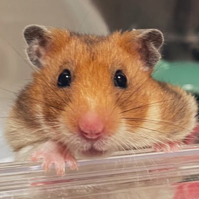 rickhoip's profile picture. ゴールデンハムスターのりっく♀(2023.2.25🌈🐹✨)とキンクマのほいっぷ♀(2024.1.13🌈🐹✨️)とゴールデンハムスターのわど♀(2025.7.1🌈🐹✨️)とゴールデンハムスターのえくれあ♀とキンクマのしろくま♂の日常を上げる＆日常のこともぽろっとこぼすハム垢。無言フォローすみまちぇん🐹💦