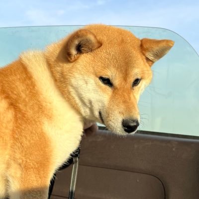意見をアウトプットとしてつぶやきます。IT・WEBに関する事が多いです。(Notion/OpenAI/音声入力/Pixel/iPhone/CorpIT/スタートアップ/情報収集/情報発信)
