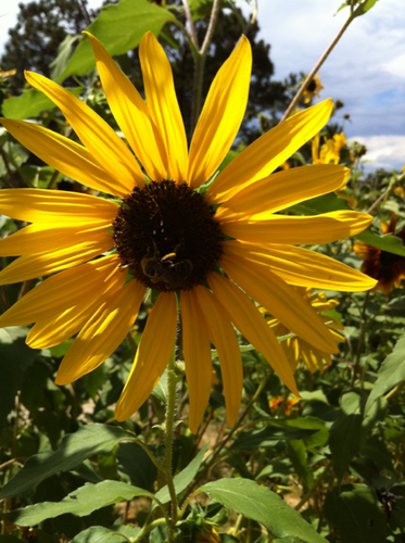 Promoting community and home gardens to share the harvest to feed the hungry, local food, and food safety and security.