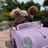 Coco&Mocha&Peco (@racingteamcoco) 's Twitter Profile