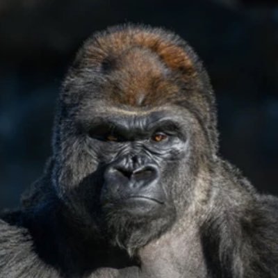 勉強垢。偏差値67の男子校に通っている高校1年生。英検二級、数検準二級所持。 名大医学部志望。座右の銘、押してダメなら諦めろ。
