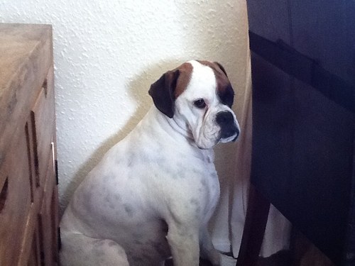 crimclaret's profile picture. Cockalorum, snollygoster, pugulistic opinionist, catatrophist, secular humanist. Full of shit...