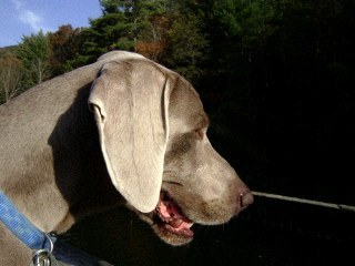 puppadupolous's profile picture. I am a very blessed person who appreciates all that God has given me.