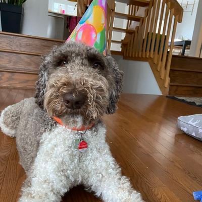 Dominique Hamel Profile