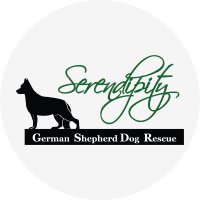 @serendipitygsd(@SerendipityGSD) 's Twitter Profile Photo