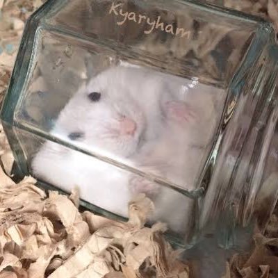 puppu003's profile picture. 