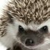 Prof. Grumpï Hedgehog 🌻🌻 (@ZoranZGaljevice) Twitter profile photo