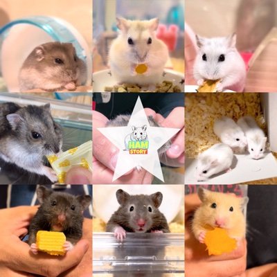 ハムちゃんと幸せに暮らすための情報と可愛い写真を世界に届けます。 #ハムスター #hamster YouTubeでも可愛い動画を投稿してます‼︎